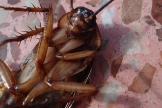 tragedie in coreea de sud un bloc intreg a fost cuprins de flacari dupa ce o femeie a incercat sa omoare un gandac 68ffc66d99886