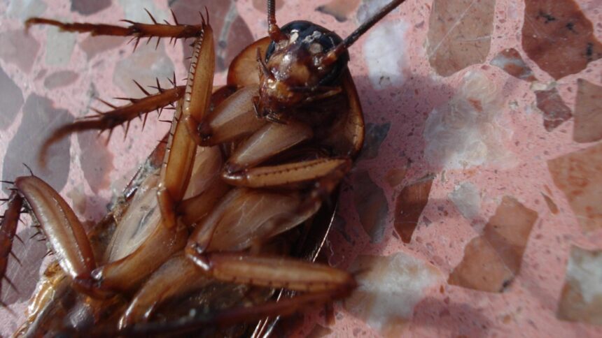 Incendiu devastator în Coreea de Sud provocat de o femeie 1 tragedie in coreea de sud un bloc intreg a fost cuprins de flacari dupa ce o femeie a incercat sa omoare un gandac 68ffc66d99886