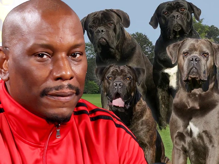 Tyrese: Poliția nu știe unde se află câinii criminali 1 tyrese cops dont know where his killer dogs are 68dc7f0ed403e