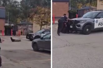 cop car rolls over suspect when officer forgets to put it in park on video 69091c2e2273a