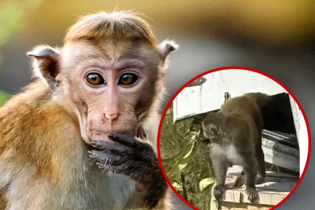 escaped monkey in mississippi killed by frightened mother 690802ec06ac8