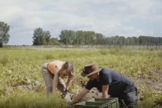 fermierii din germania disperati tone de cartofi aruncati 691aea6ea695e