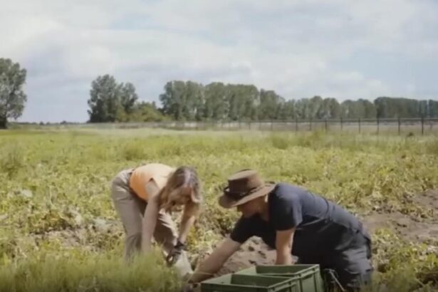 fermierii din germania disperati tone de cartofi aruncati 691aea6ea695e