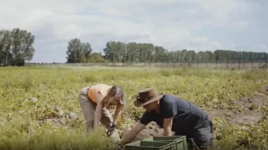 Fermierii germani, afectați de risipa de cartofi 1 fermierii din germania disperati tone de cartofi aruncati 691aea6ea695e