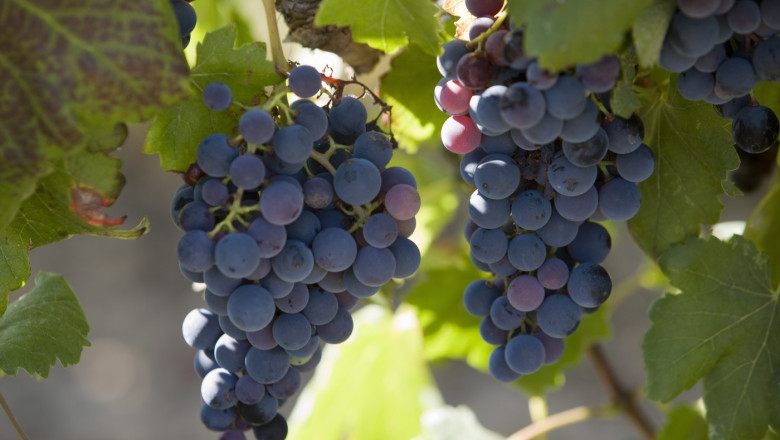 Franța investește 130 de milioane de euro pentru defrișări 1 franta va cheltui 130 de milioane de euro pentru defrisarea plantatiilor de vita de vie pe fondul supraproductiei de vin 6925a3560383c