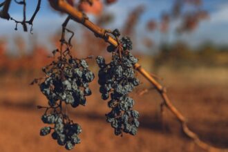 french winemakers battle for survival as minister prepares for crisis talks 69230bf1bbe21
