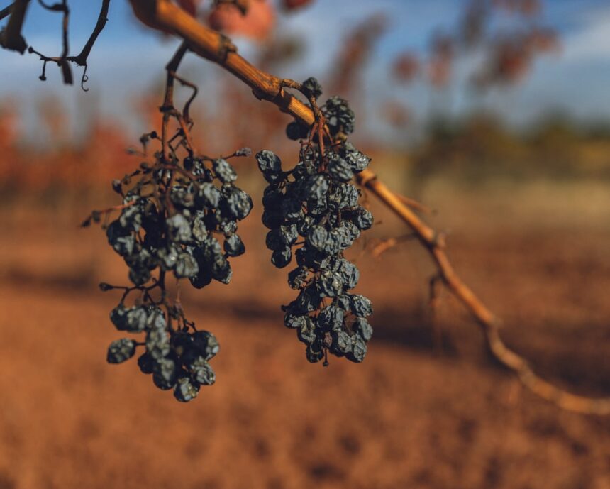 Vinificatorii francezi luptă pentru supraviețuire în criză 1 french winemakers battle for survival as minister prepares for crisis talks 69230bf1bbe21