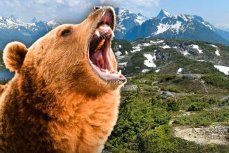 grizzly bear mauls students and teachers out for a leisurely hike 692083da16377