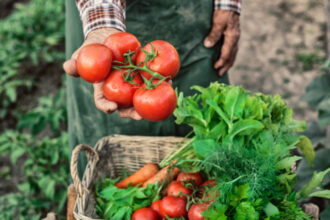 ministerul agriculturii a finalizat platile catre producatorii din sere si solarii 300 de milioane de lei pentru legumele romanesti 69268b51c85b2
