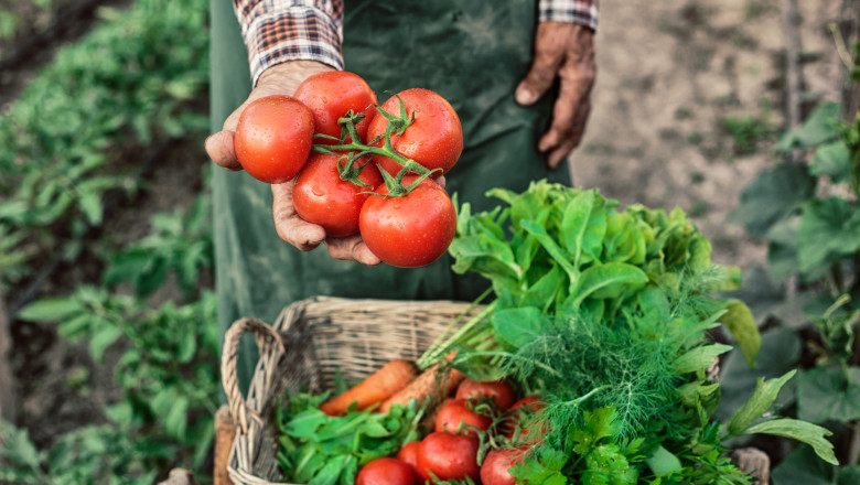 Plăți de 300 de milioane de lei către legumicultorii români 1 ministerul agriculturii a finalizat platile catre producatorii din sere si solarii 300 de milioane de lei pentru legumele romanesti 69268b51c85b2