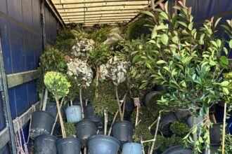 plant importers say border delays in kent could drive up prices and stop deliveries from eu 690f4b3e2c150