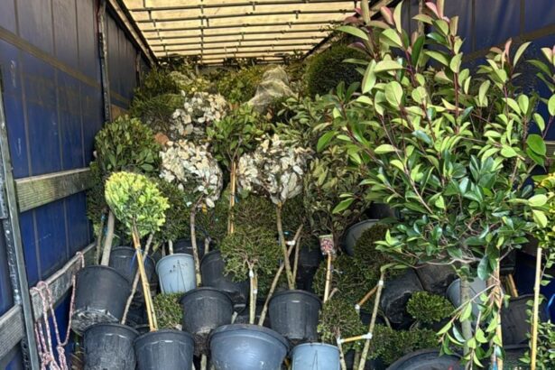 plant importers say border delays in kent could drive up prices and stop deliveries from eu 690f4b3e2c150