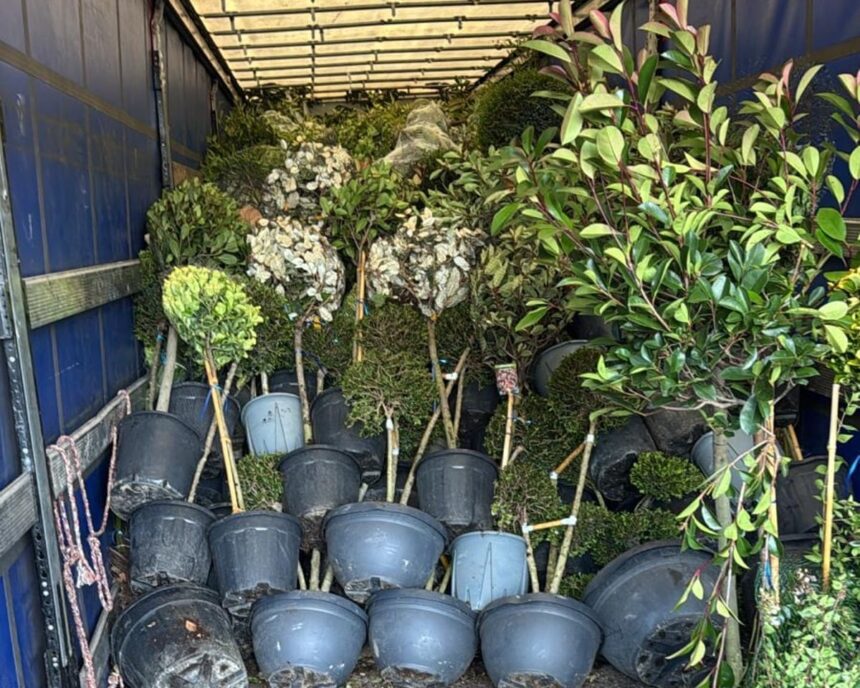 Întârzierile de la graniță pot crește prețurile plantelor 1 plant importers say border delays in kent could drive up prices and stop deliveries from eu 690f4b3e2c150