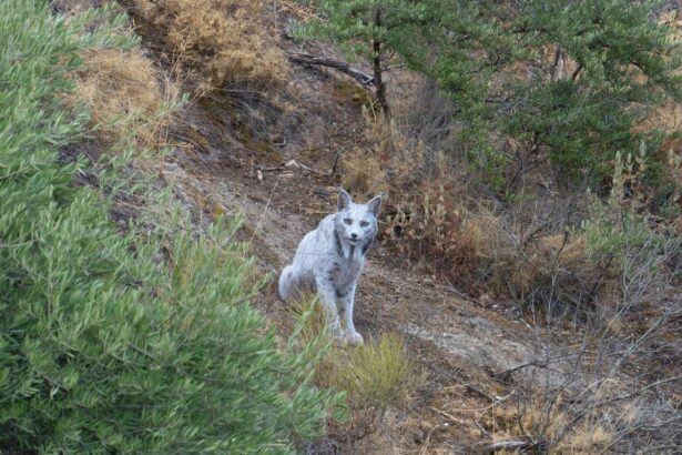 rare white iberian lynx captured on film in spain by amateur photographer 6908389c429ee