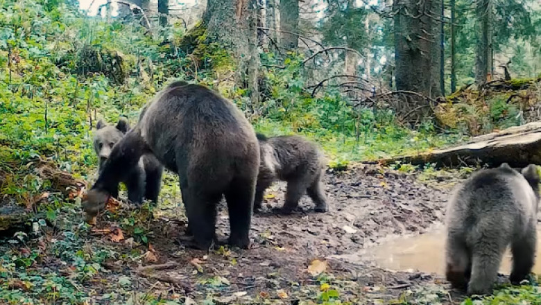 Ursoaică cu trei pui, surprinsă în Apuseni 1 video imagini cu o ursoaica si trei pui in parcul natural apuseni inregistrate de romsilva 690f2a3f55dda