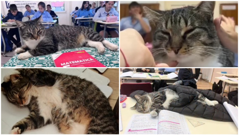 Motanul Mișu, mascota unui liceu din România 1 video motanul devenit vedeta intr un liceu din romania misu participa la cursuri si se bucura de atentia tuturor este mascota scolii 69180964ce864