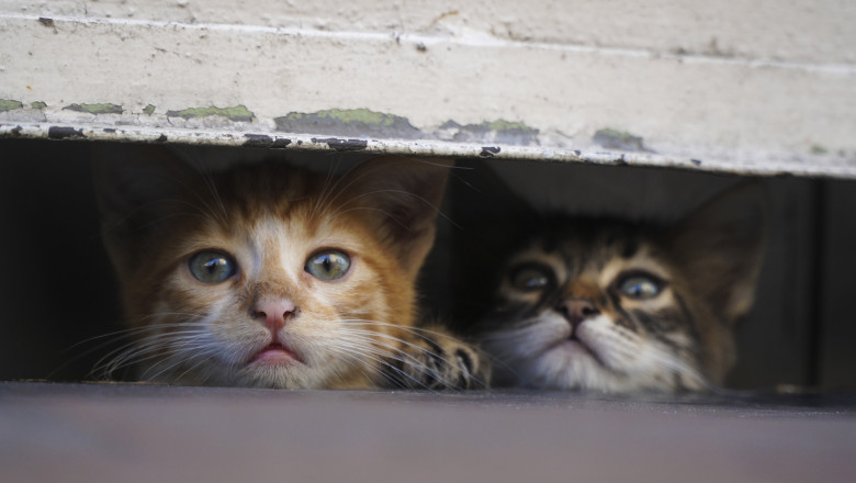 Pisicile fără stăpân s-au înmulțit alarmant în orașe 1 video sigur ca ma deranjeaza pisicile fara stapan s au inmultit alarmant in toate orasele tarii romanii s au impartit in doua tabere 6907c0f4dd4f9