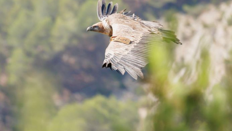 Vulturul sur revine în Munții Făgăraș după 50 de ani 1 vulturul sur disparut de peste jumatate de secol in romania va fi readus in muntii fagaras 69181c16bf703