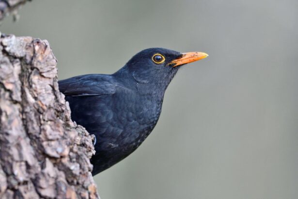 with neonicotinoid pesticide ban frances birds make a tentative recovery study 691ae01cd3423