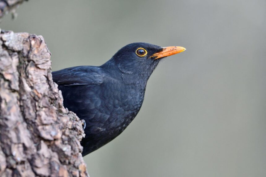 Recuperarea timidă a păsărilor în Franța după interzicerea pesticidelor 1 with neonicotinoid pesticide ban frances birds make a tentative recovery study 691ae01cd3423