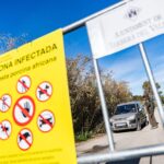 african swine fever outbreak in spain may have leaked from research lab officials say 693585c6f243f