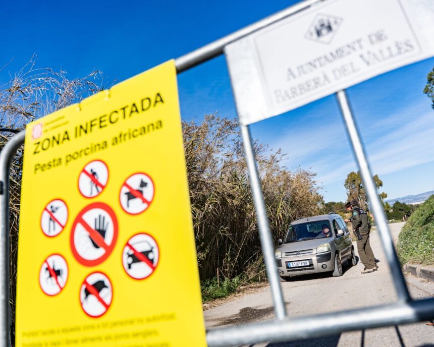 Focar de febră porcină africană în Spania, posibil provenit din laborator 1 african swine fever outbreak in spain may have leaked from research lab officials say 693585c6f243f