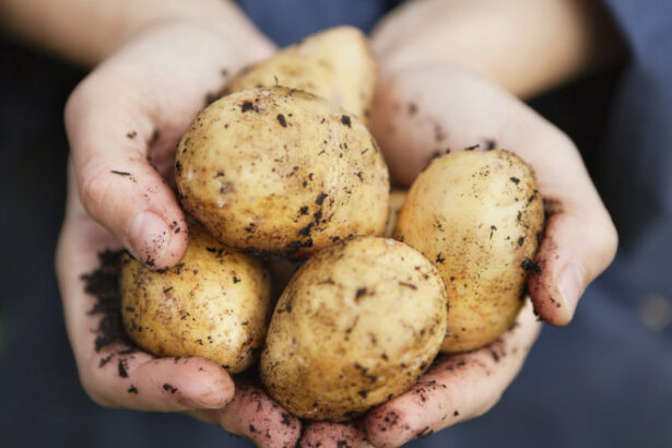 fermierii romani care cultiva cartofi pot primi finantare de pana la 2 milioane de euro proiectele pot fi depuse din ianuarie 2026 6953eadaec2e5