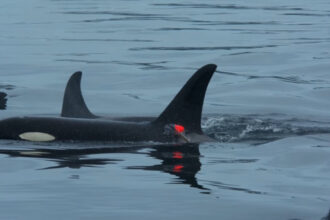 video imagini in premiera balenele ucigase vaneaza impreuna cu delfinii iar apoi isi impart prada cu ei 694401e9659f5