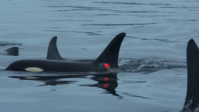 video imagini in premiera balenele ucigase vaneaza impreuna cu delfinii iar apoi isi impart prada cu ei 694401e9659f5