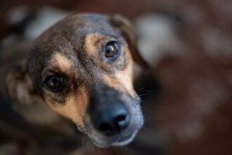 video pas spre normalitate polonia interzice tinerea cainilor in lant romania ramane in urma la noi inca nu exista lege 694b74fe7b993