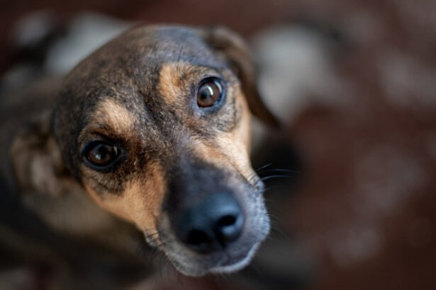 video pas spre normalitate polonia interzice tinerea cainilor in lant romania ramane in urma la noi inca nu exista lege 694b74fe7b993