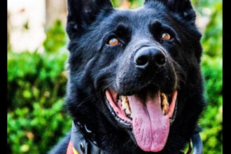 a murit cainele politist suier ciobanescul german era trimis la festivaluri pentru a ajuta la detectarea substantelor interzise 69591905bb2f6