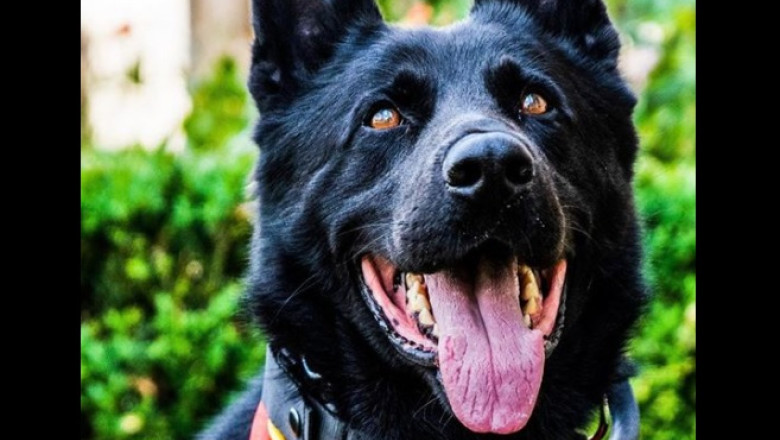 Câinele-polițist Șuier a murit, lăsând o moștenire 1 a murit cainele politist suier ciobanescul german era trimis la festivaluri pentru a ajuta la detectarea substantelor interzise 69591905bb2f6