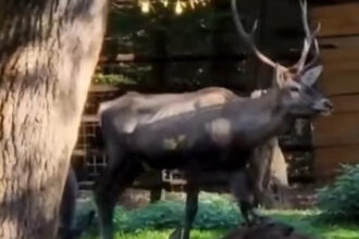 cerb carpatin sanatos gasit mort la gradina zoologica din targu mures ce avea animalul in sistemul digestiv 696e6949c81a6