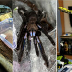 crescatorie ilegala de reptile cu vipere veninoase serpi si tarantule descoperita intr un apartament din bihor 696dbe3970982