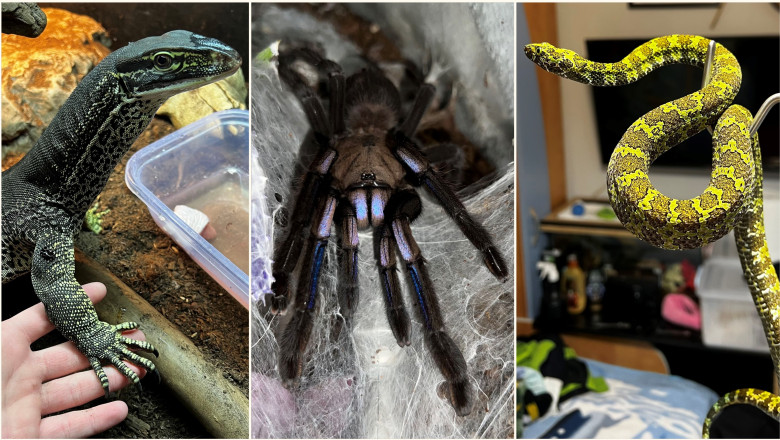 Descoperire de reptile veninoase într-un apartament din Bihor 1 crescatorie ilegala de reptile cu vipere veninoase serpi si tarantule descoperita intr un apartament din bihor 696dbe3970982