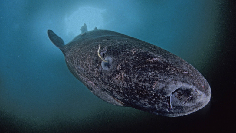 Specia enigmatică din Groenlanda trăiește 500 de ani 1 este orb traieste 500 de ani si vine din apele groenlandei controversele din jurul uneia dintre cele mai enigmatice specii din lume 6978492d80cf6