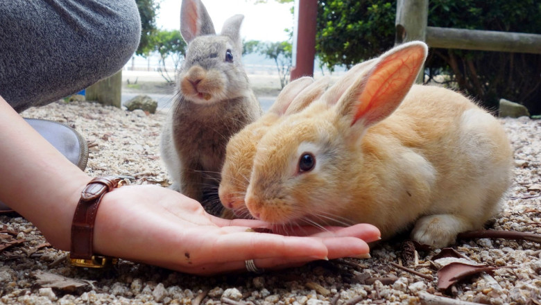 Okunoshima: Insula iepurilor, paradis turistic în Japonia 1 okunoshima cum a devenit o insula nelocuita un paradis al iepurilor si o destinatie turistica virala in japonia 6961e03c4c58a
