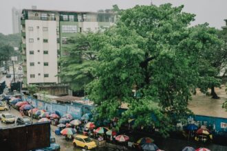 the soul of the city can kinshasas last remaining baobab tree be saved 695e4b7005044