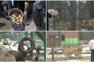 video cum sunt protejate animalele de ger gradina zoo din tara unde maimutele primesc zilnic ceai cald iar leii au incalzire in pardoseala 69768a8404c4e