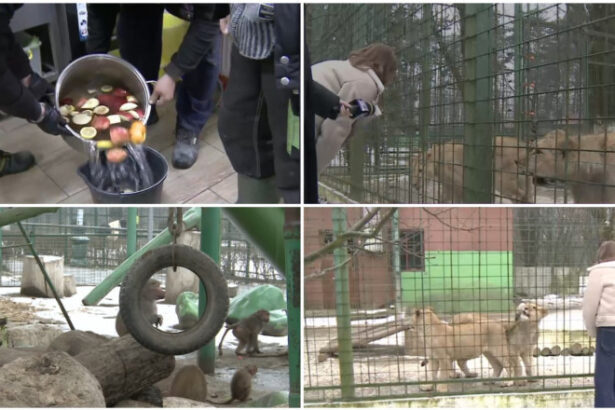 video cum sunt protejate animalele de ger gradina zoo din tara unde maimutele primesc zilnic ceai cald iar leii au incalzire in pardoseala 69768a8404c4e