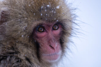 video gerul greu de suportat si de animalele de la zoo cum sunt protejate de frigul extrem cele mai sensibile sunt maimutele 6963e0bda4af4