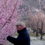 ajutorul de stat pentru livezile afectate de inghetul din 2025 a intrat in vigoare fermierii pot primi pana la 2 000 euro hectar 698b074c3da38