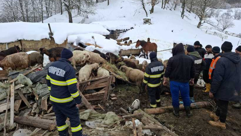 alerta in buzau saivan prabusit sub zapada la calvini peste 220 de animale salvate la limita 6998bec073b8a