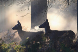 caprioarele folosesc semnale ultraviolete care stralucesc in padure pentru a comunica 69a27a28bb7dd