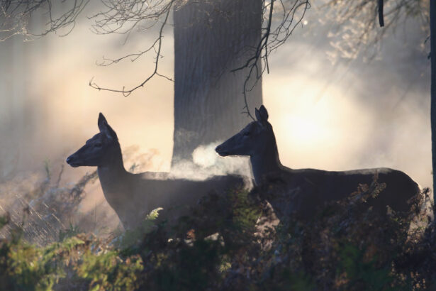 caprioarele folosesc semnale ultraviolete care stralucesc in padure pentru a comunica 69a27a28bb7dd