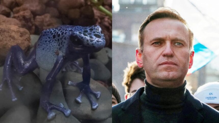 kremlinul respinge acuzatiile ca aleksei navalnii ar fi fost otravit cu o toxina rara 69931e340d370