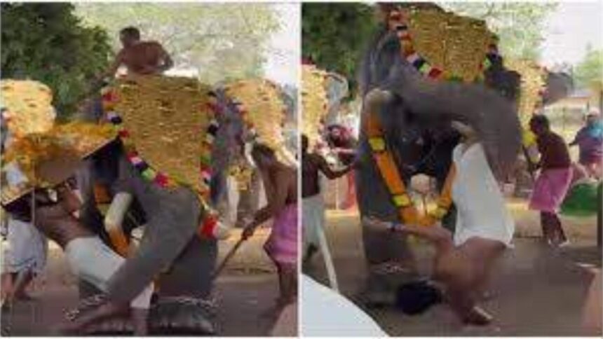 momente de panica la un festival religios din india un elefant a atacat un preot si l a aruncat in multime 69a1a232638d8