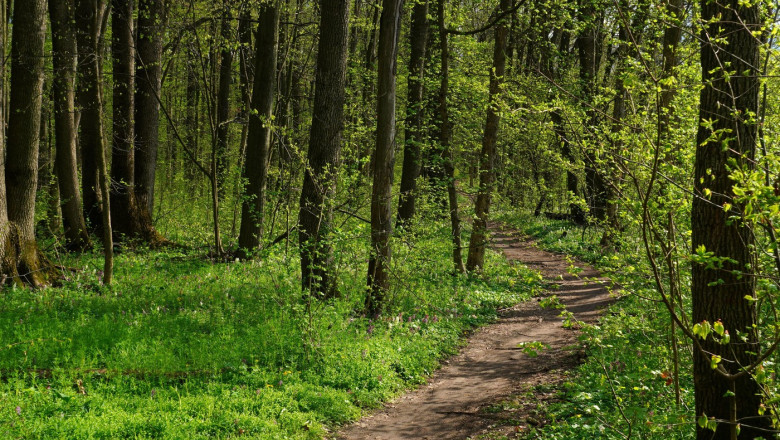 peste 2 500 de hectare de padure din covasna au revenit in proprietatea statului decizia instantei este definitiva 699f47a708a88