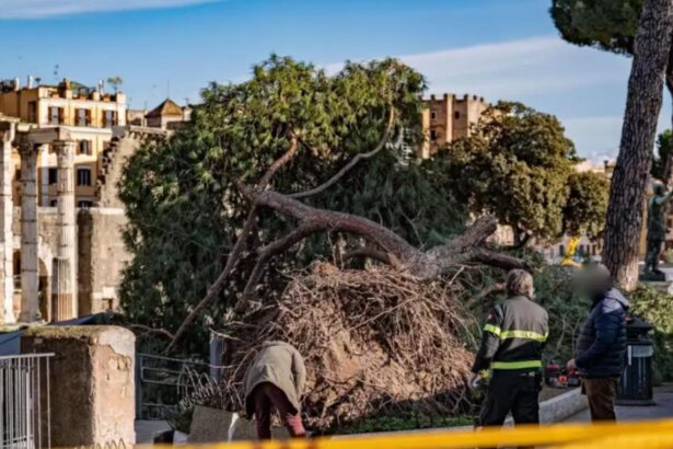 roman ranit in roma dupa ce un copac vechi de 120 de ani s a prabusit peste el alte doua persoane au ajuns la spital 6980d6e0de03b